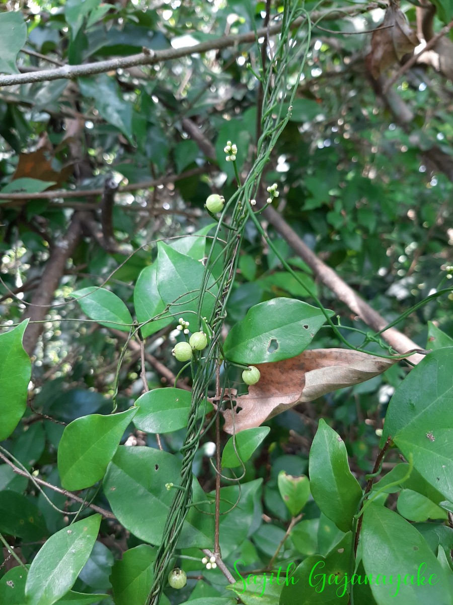 Cassytha filiformis L.